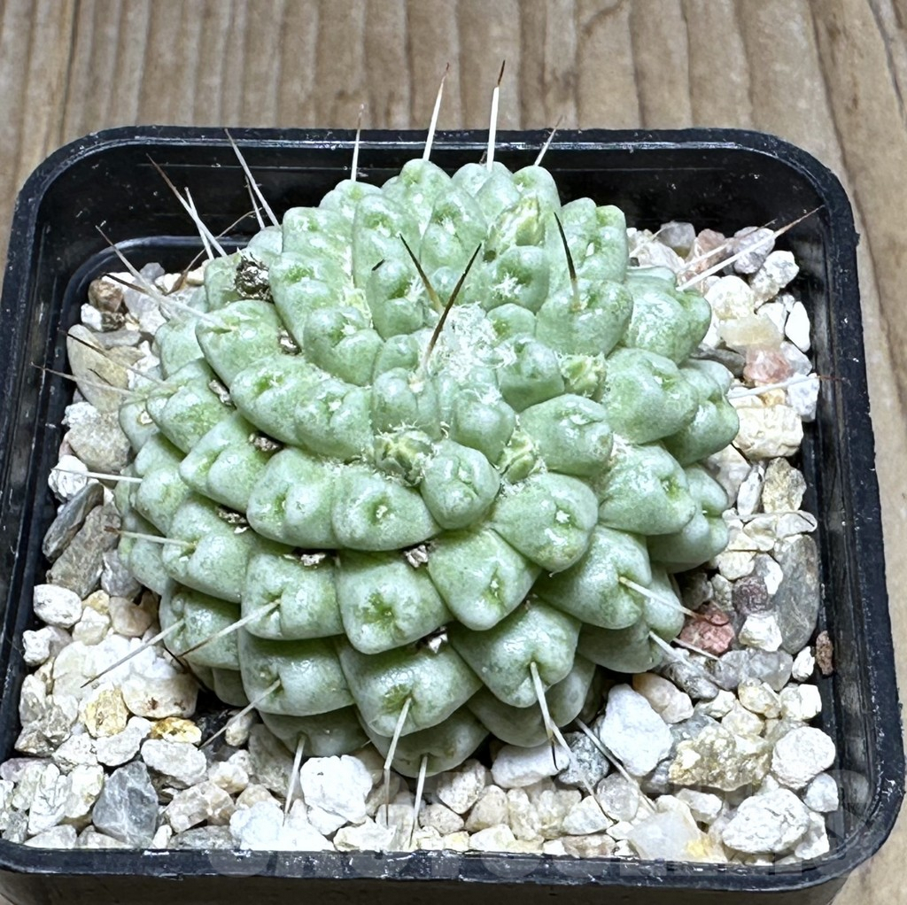 SHPR29398 Mammillaria schumannii f. monstrosa