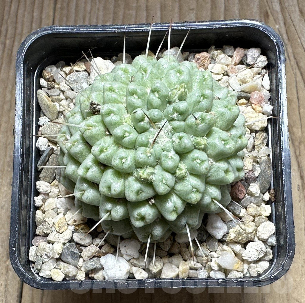 SHPR29398 Mammillaria schumannii f. monstrosa - Obrázek 2