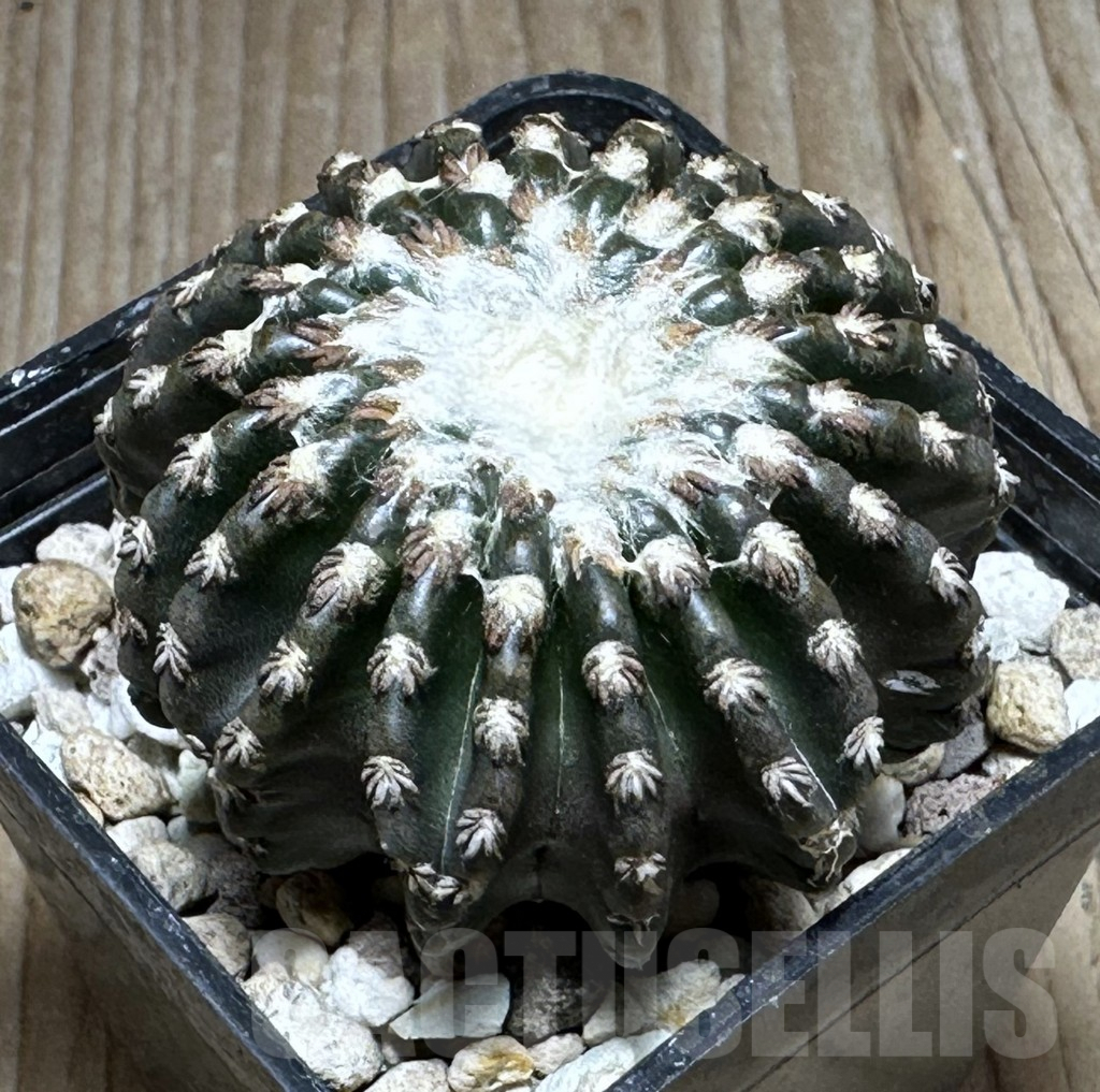 SHPR29399 Discocactus horstii