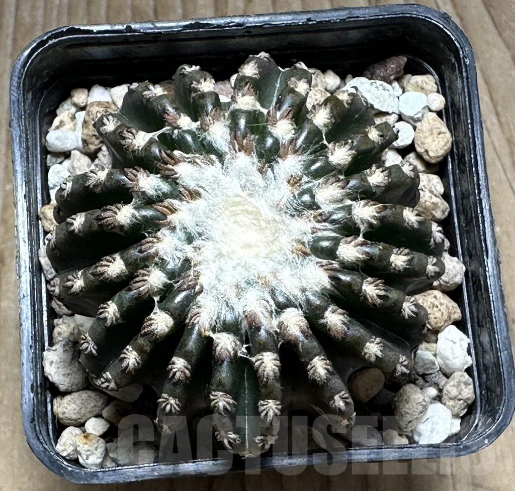 SHPR29399 Discocactus horstii - Obrázek 2