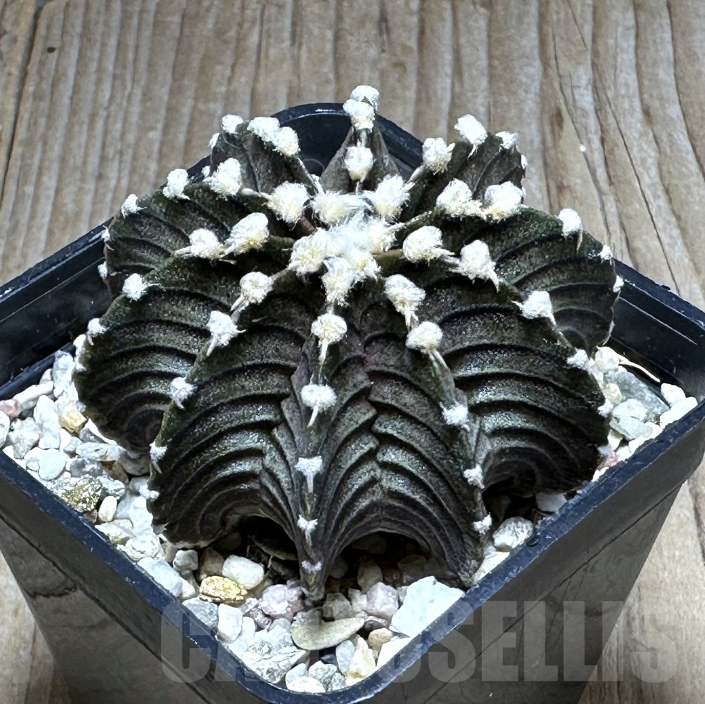 SHPR29401 Gymnocalycium friedrichii VOS 1241