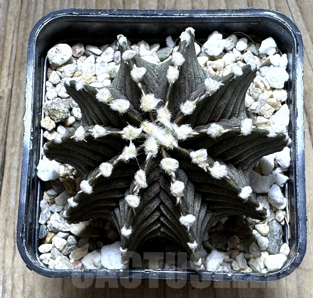 SHPR29401 Gymnocalycium friedrichii VOS 1241 - Obrázek 2