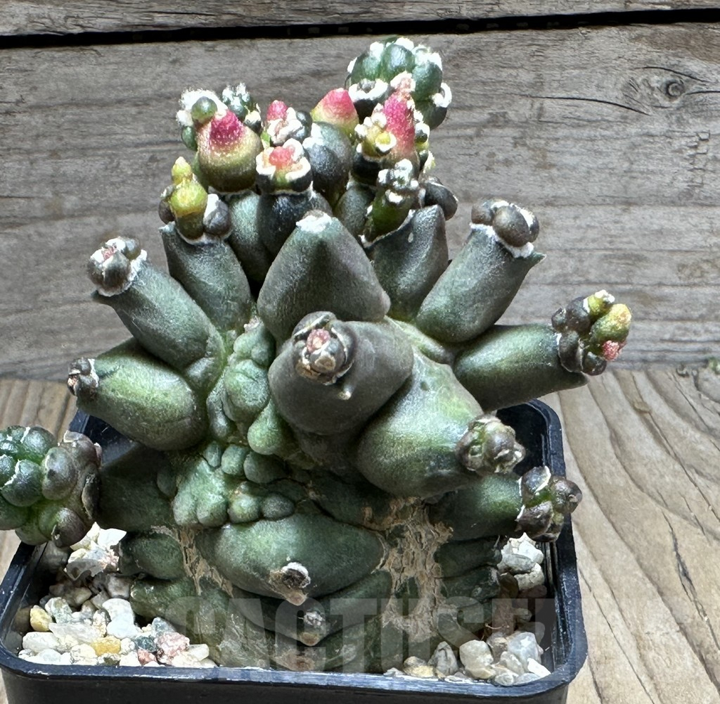 SHPR29407 Gymnocalycium mihanovichii ‘Transformer’ - 画像 (2)