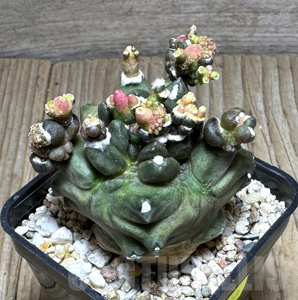 SHPR29408 Gymnocalycium mihanovichii ‘Transformer’