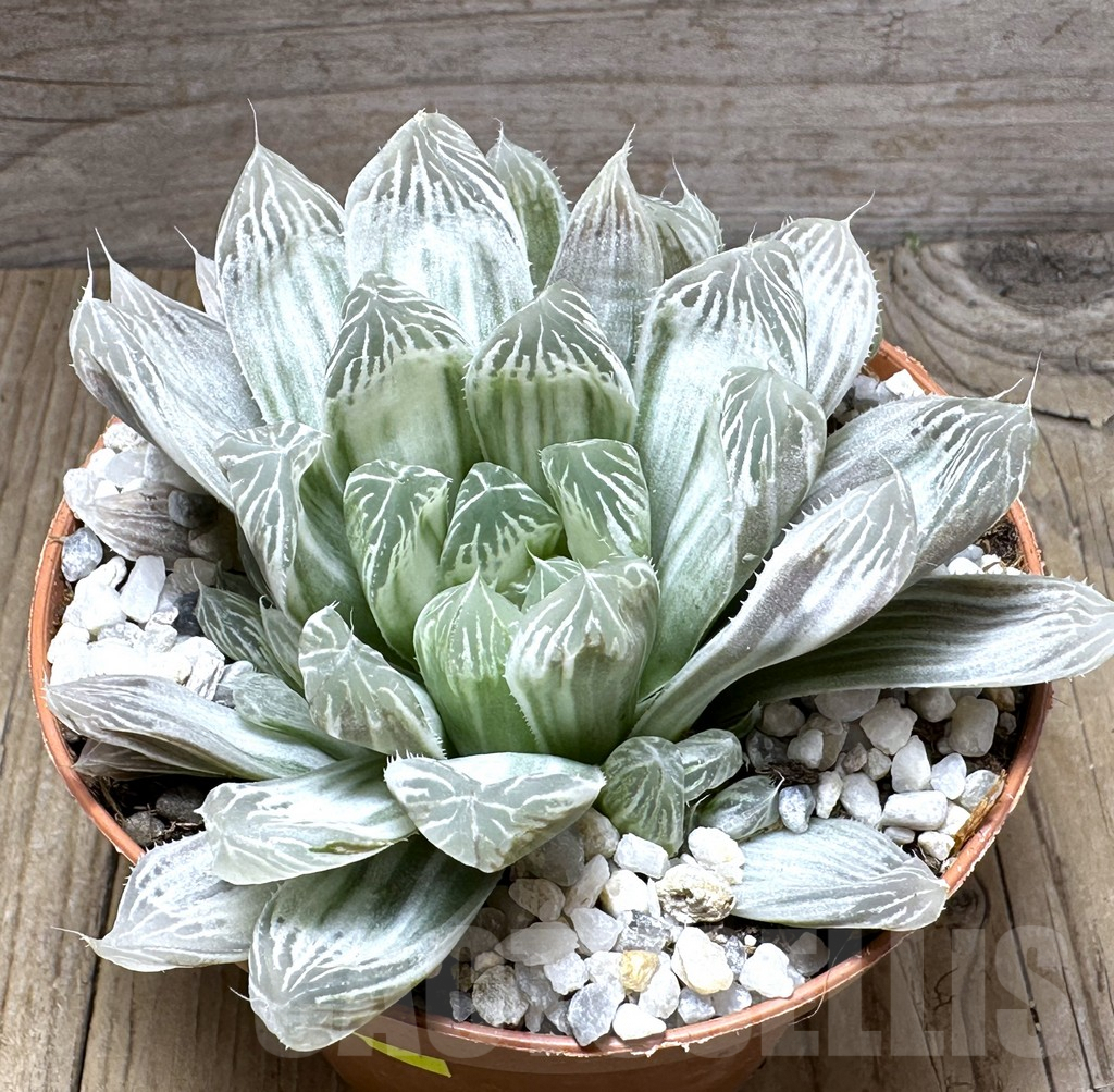 SL29411 Haworthia cooperi f. variegata