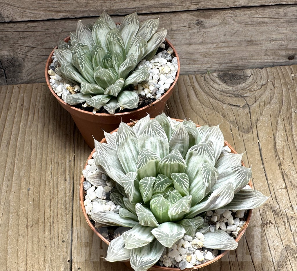 SL29411 Haworthia cooperi f. variegata - Obrázek 2