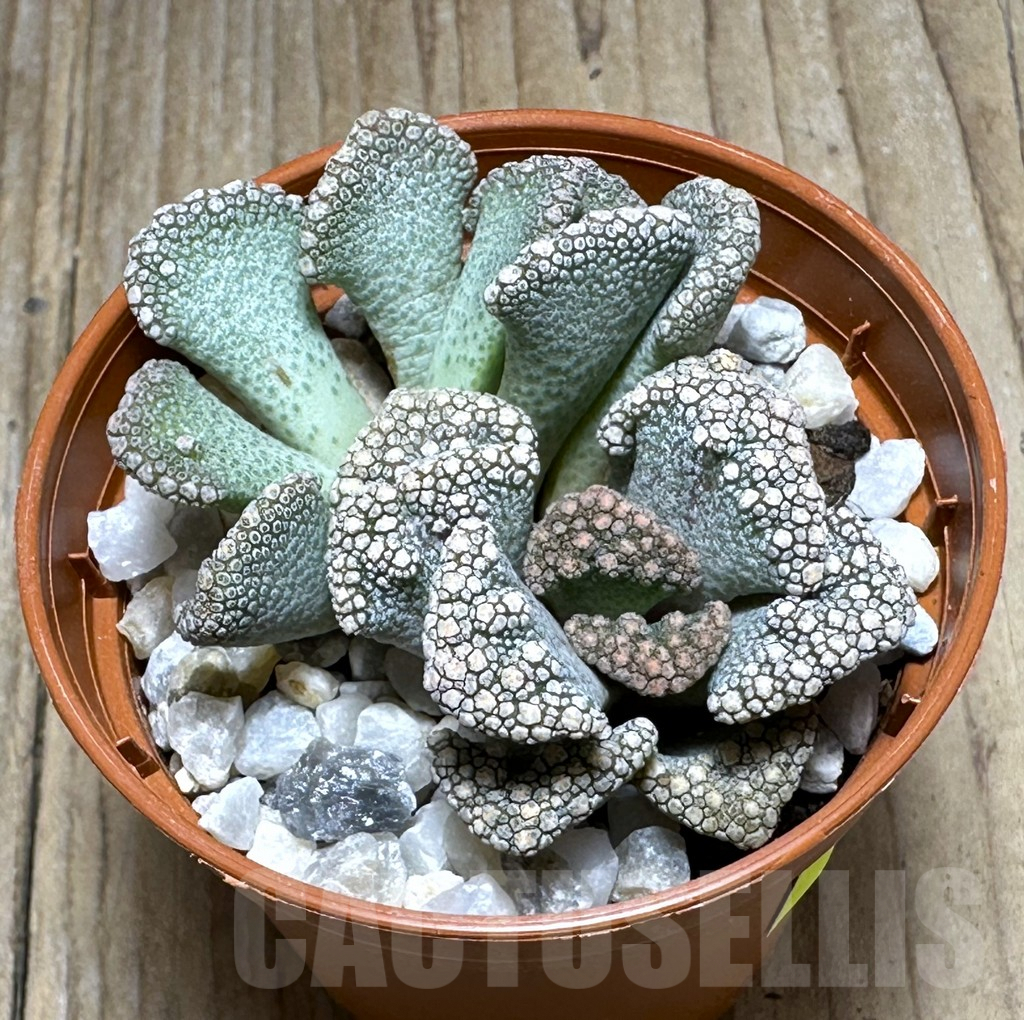 SL29412 Titanopsis calcarea