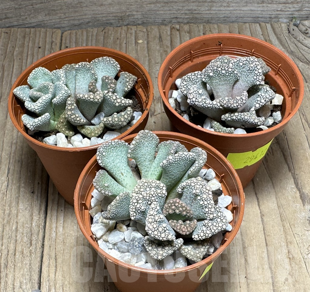 SL29412 Titanopsis calcarea - Obrázek 2