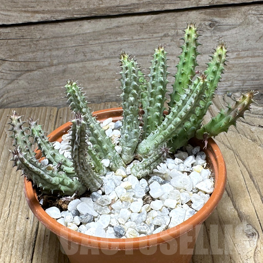 SHPR29413 Huernia macrocarpa hybrid - immagine 2