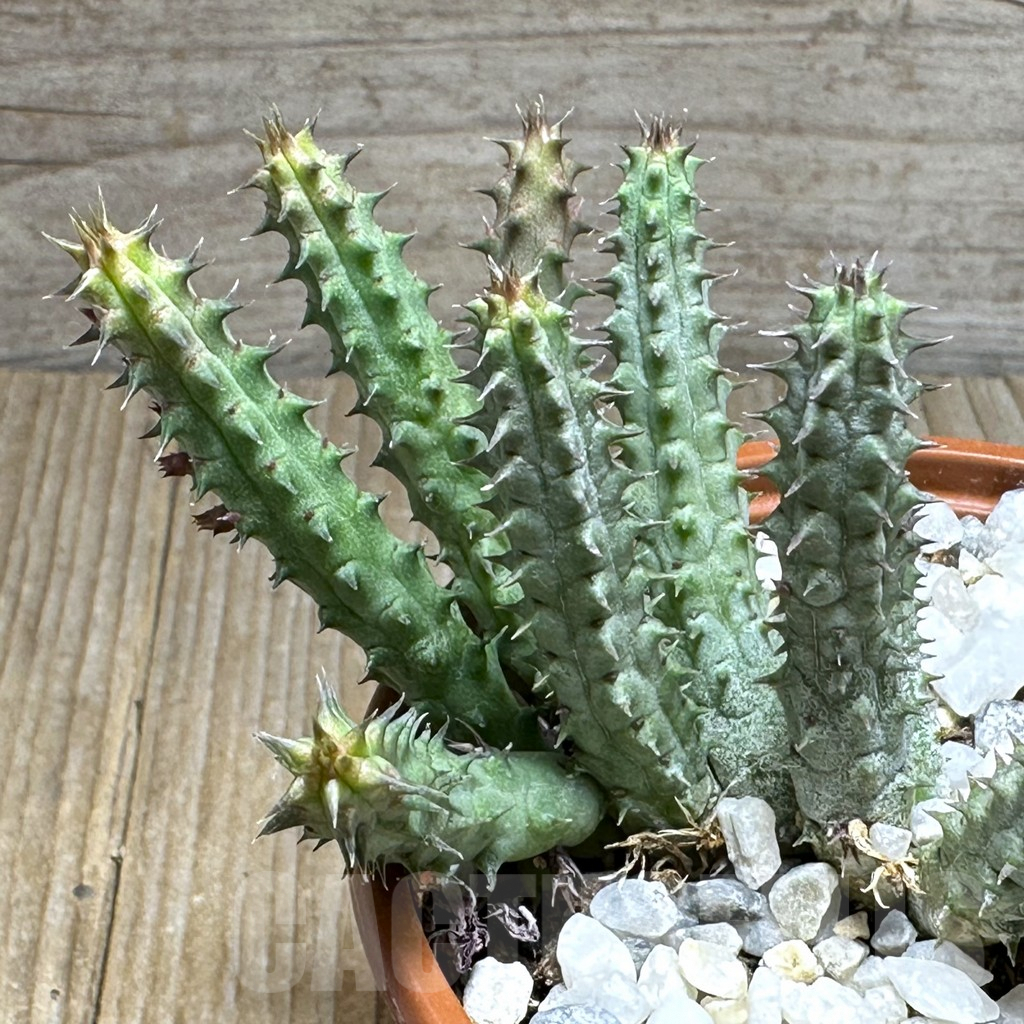 SHPR29413 Huernia macrocarpa hybrid
