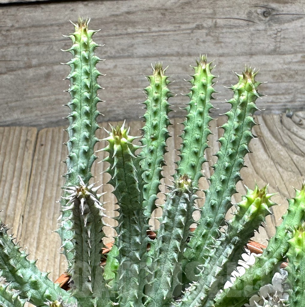SHPR29414 Huernia macrocarpa hybrid