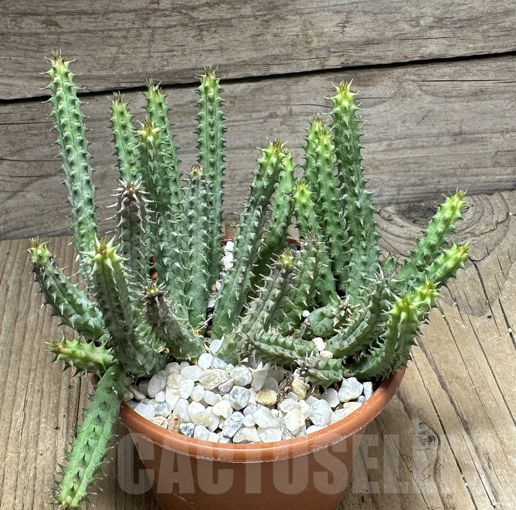 SHPR29414 Huernia macrocarpa hybrid - Image 2