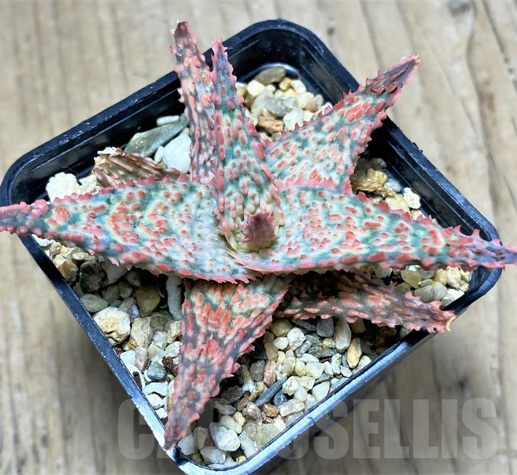 SHPR27588 Aloe hybrid - Image 2