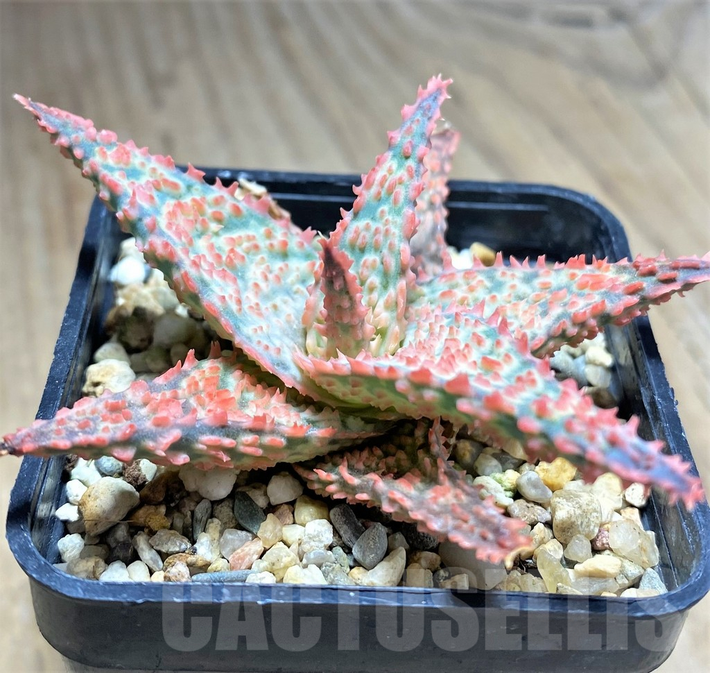 SHPR27588 Aloe hybrid