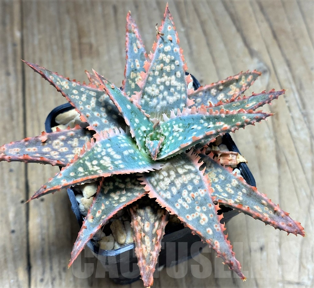 SHPR27589 Aloe hybrid - Image 2
