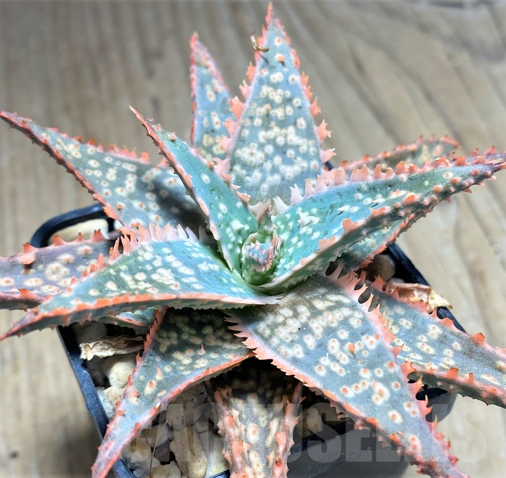 SHPR27589 Aloe hybrid