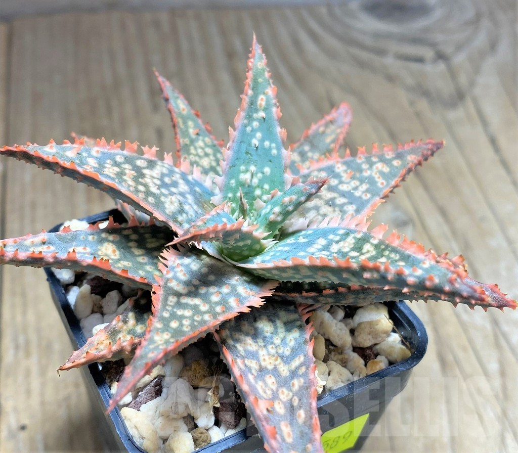 SHPR27589 Aloe hybrid - Image 3