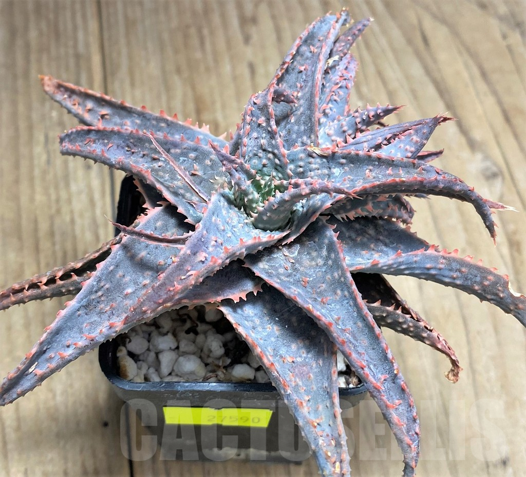 SHPR27590 Aloe hybrid - Imagen 2