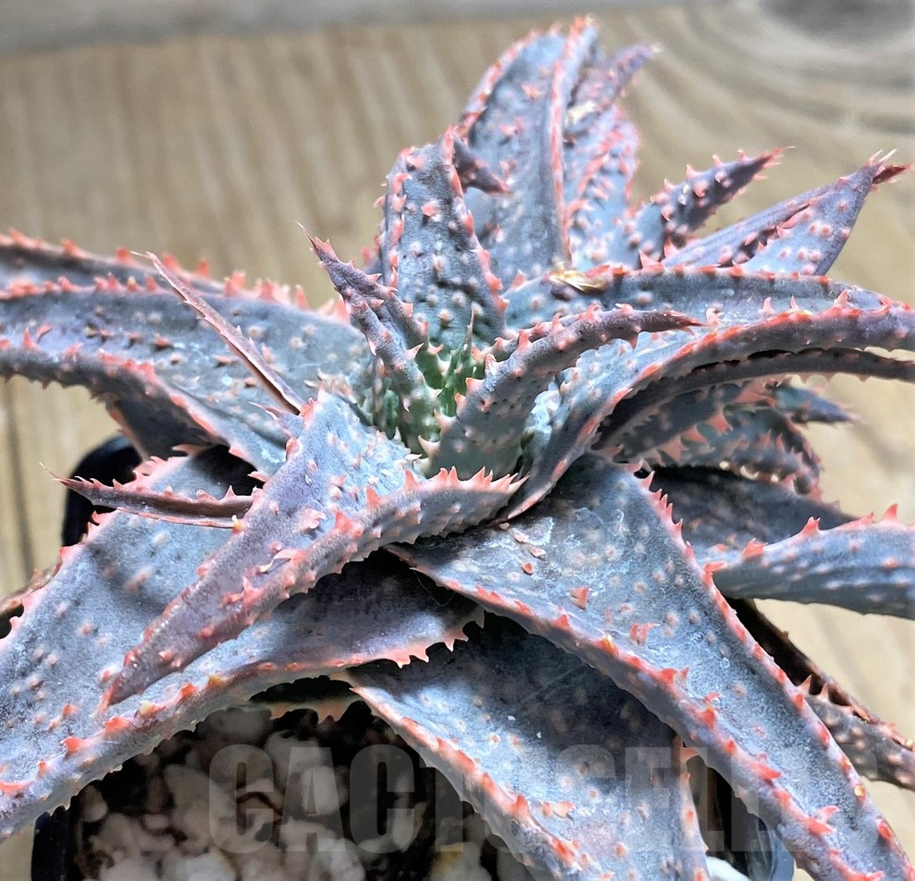 SHPR27590 Aloe hybrid
