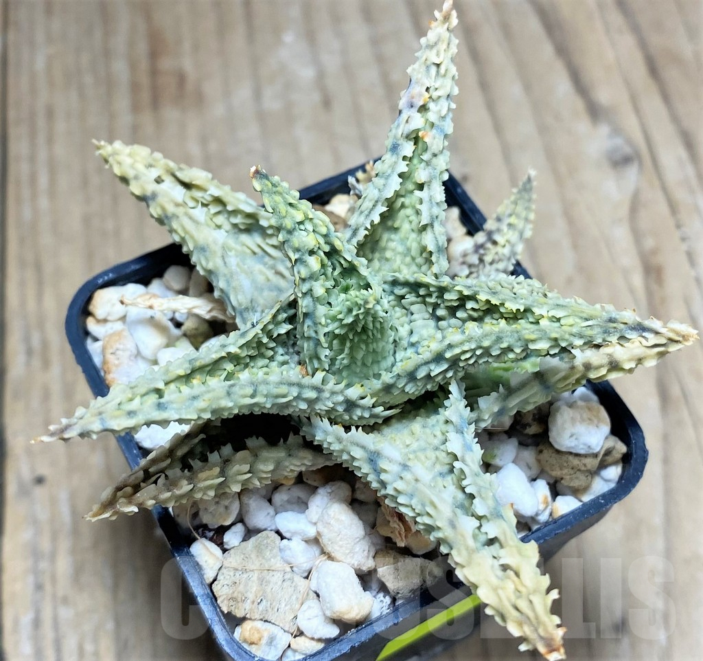 SHPR27591 Aloe hybrid - Image 2