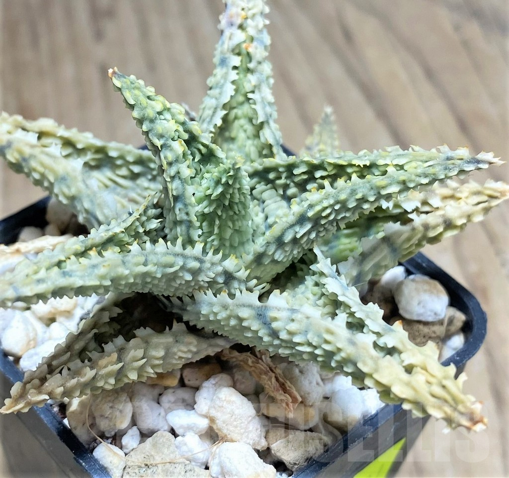 SHPR27591 Aloe hybrid