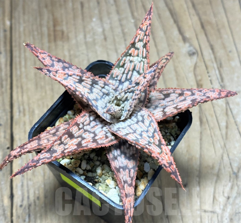 SHPR27592 Aloe hybrid - Image 2