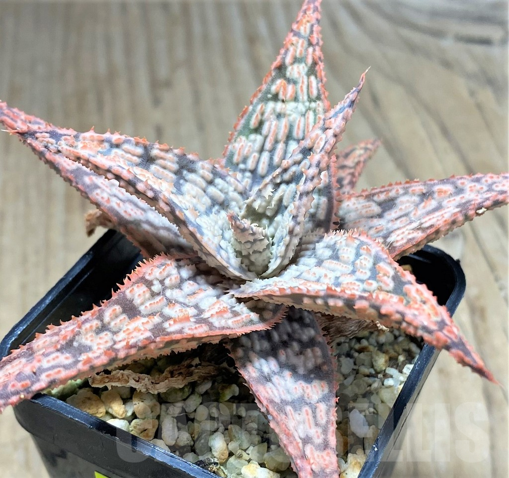 SHPR27592 Aloe hybrid