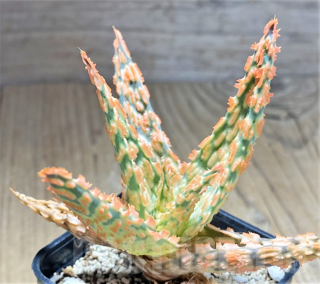 SHPR27594 Aloe TCT hybrid