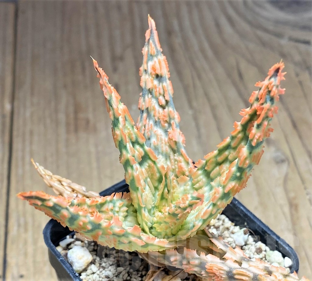 SHPR27594 Aloe TCT hybrid - Image 2