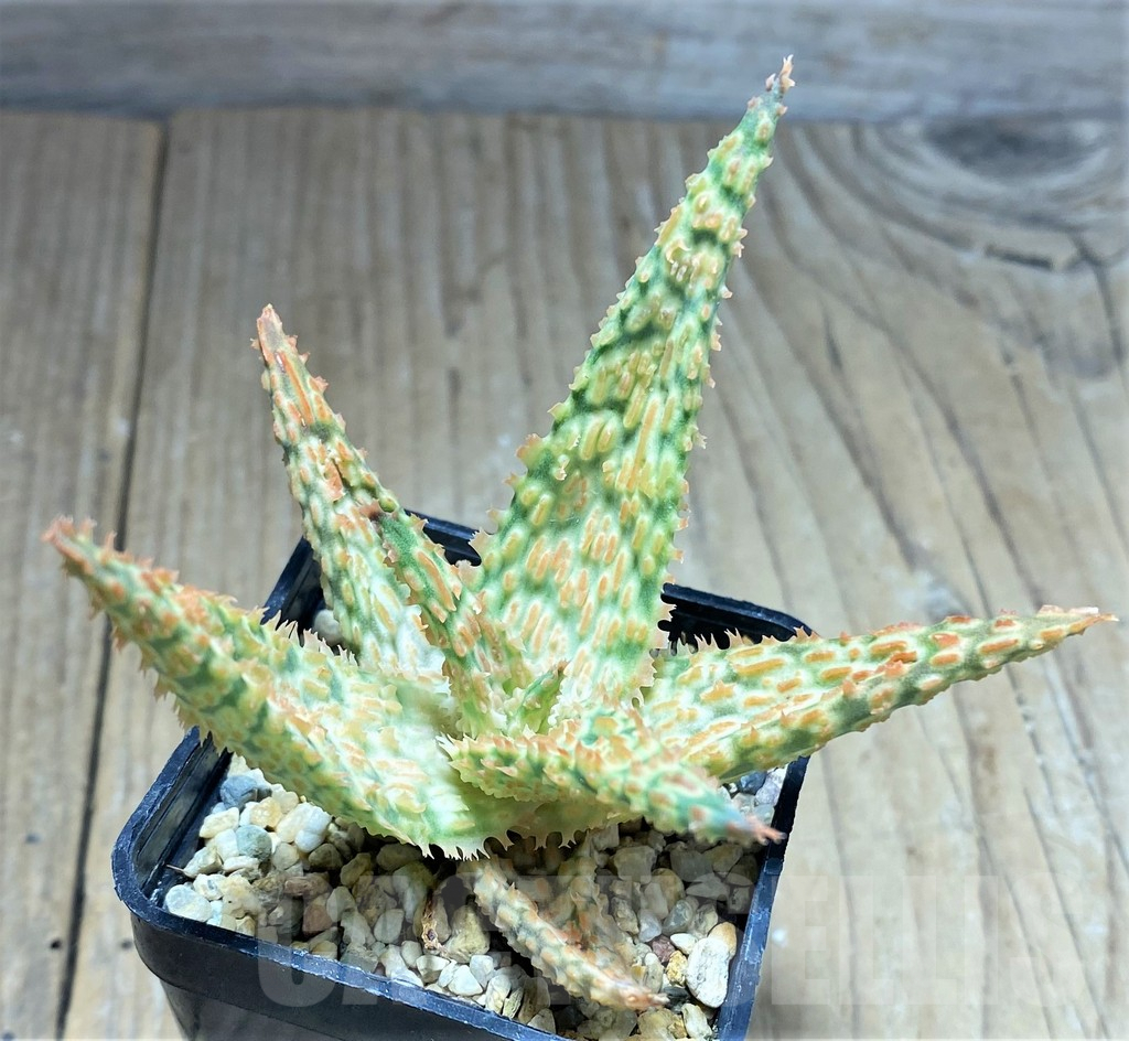 SHPR27595 Aloe TCT hybrid - Image 2