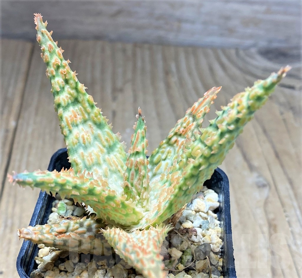SHPR27595 Aloe TCT hybrid