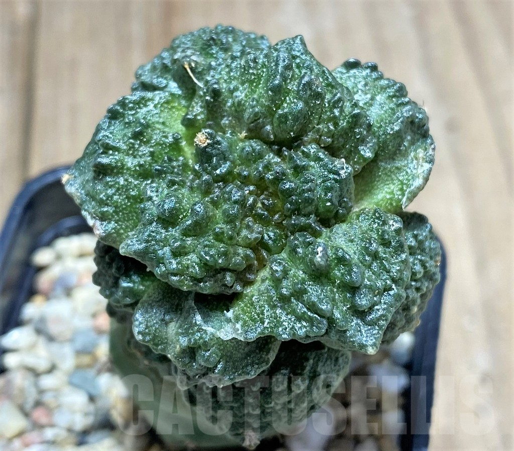 SH796 Ariocarpus fissuratus 'Godzilla', grafted - Image 2