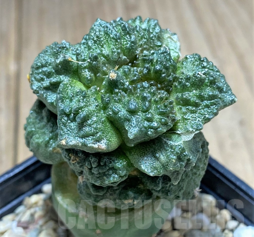 SH796 Ariocarpus fissuratus 'Godzilla', grafted