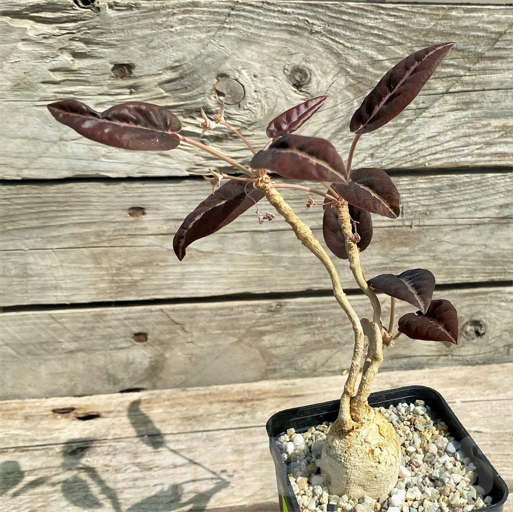 SHPR27609 Euphorbia nadiae Red Labatii - Image 2
