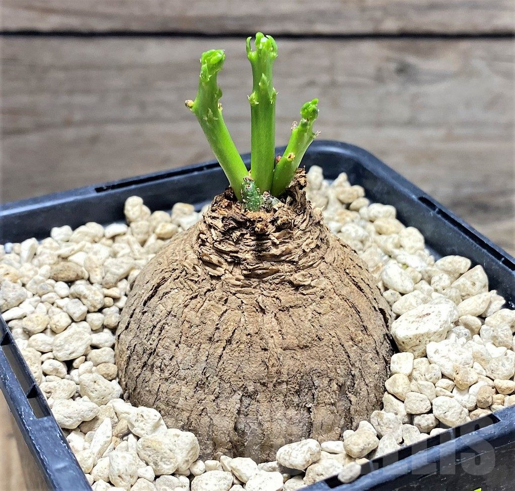 SHPR276010 Euphorbia decidua ES10264