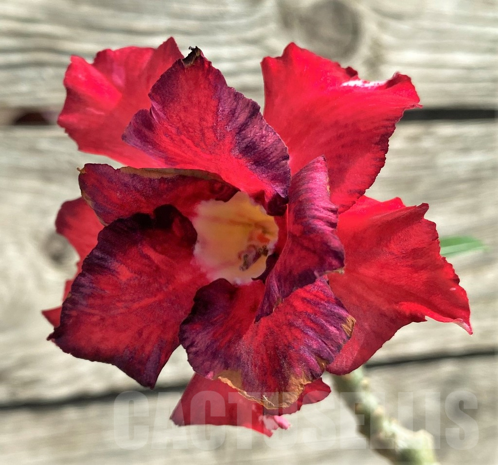 SHPR27611 Adenium obesum 'Santa Clause'