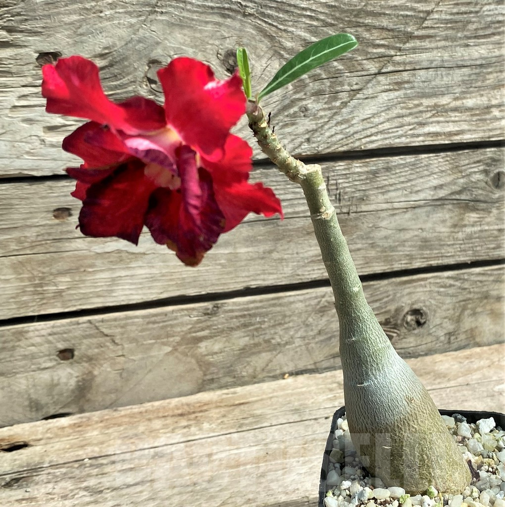 SHPR27611 Adenium obesum 'Santa Clause' - Image 2