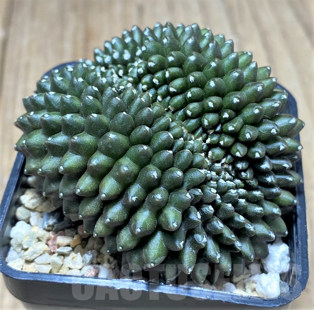 SHPR27613 Gymnocalycium mihanovichii 'inermis' f. cristata