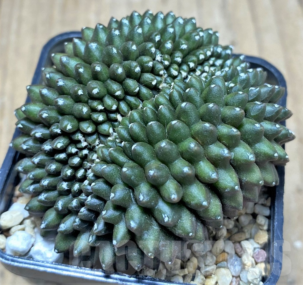 SHPR27613 Gymnocalycium mihanovichii 'inermis' f. cristata – Bild 2