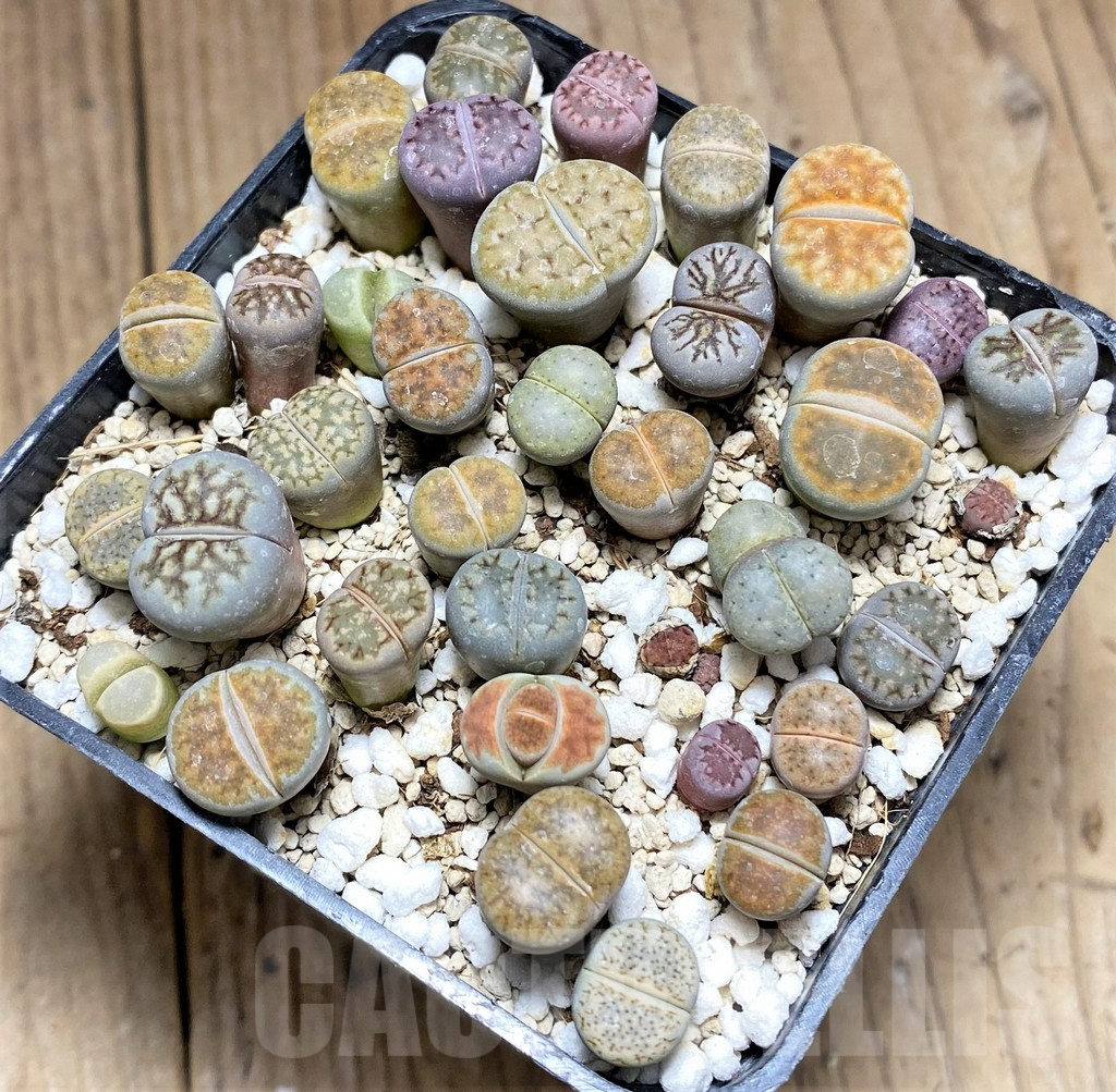SHPR27615 Lithops mix – Bild 2