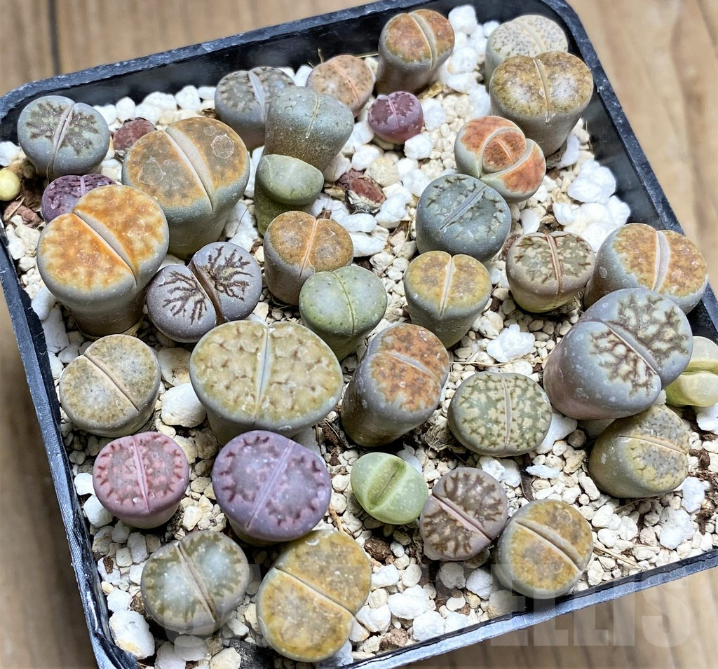 SHPR27615 Lithops mix