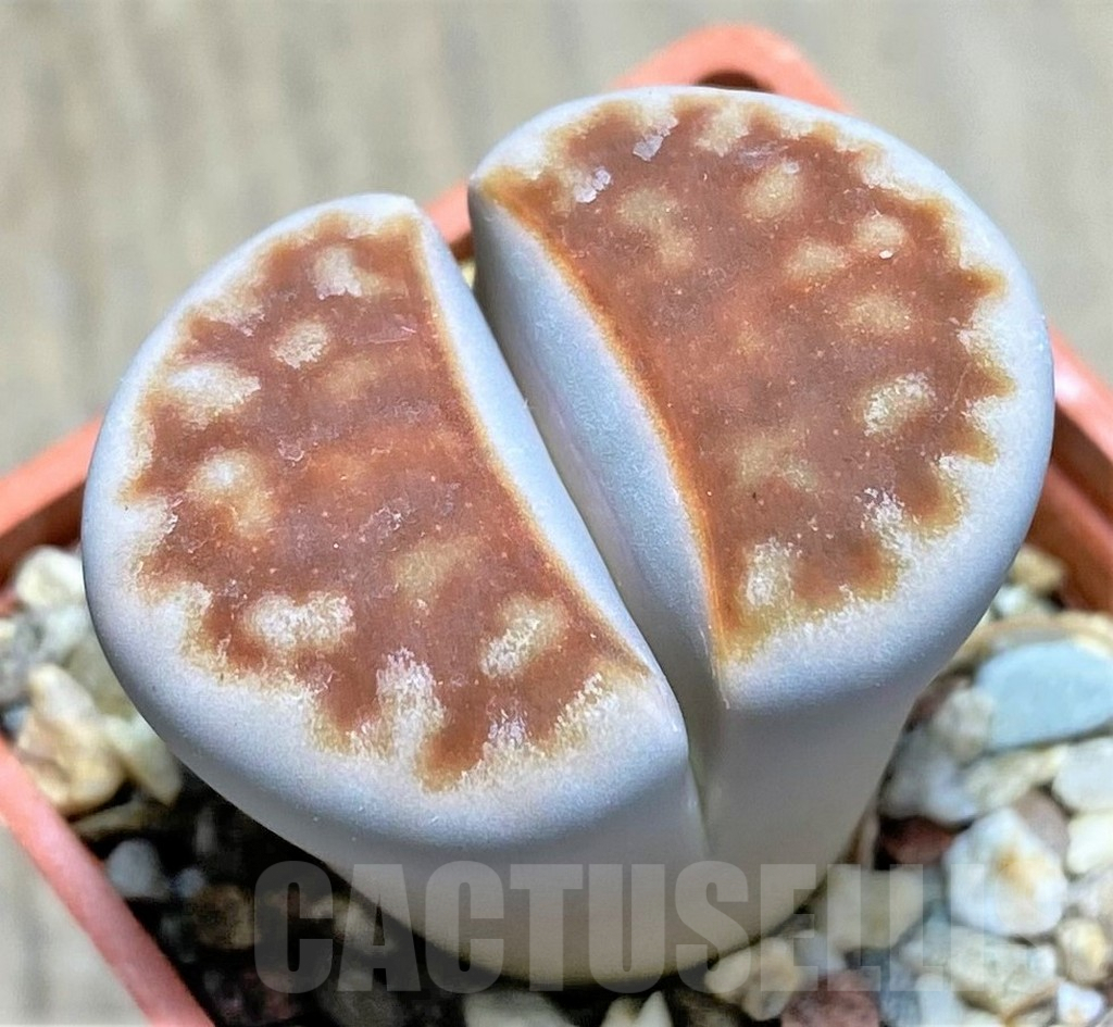 SHPR27626 Lithops karasmontana v. summitatum