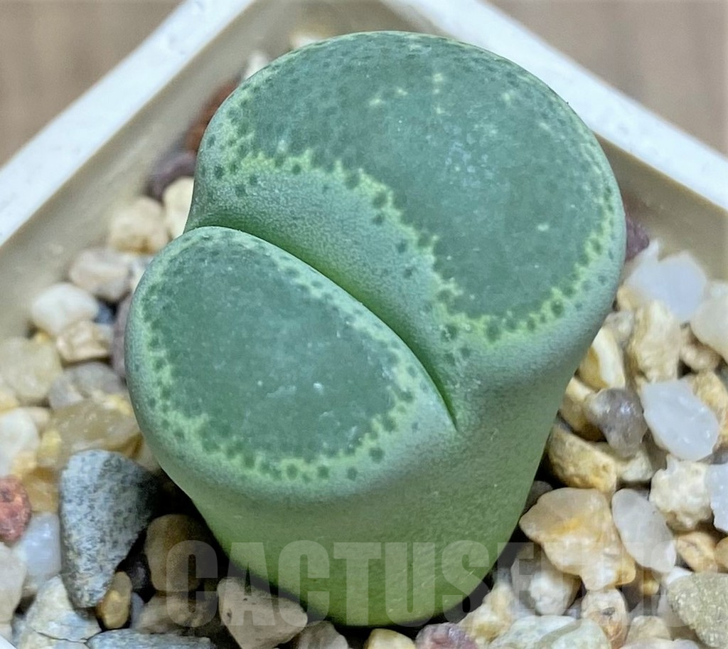 SHPR27627 Lithops terricolor cv. Green Sandpoort SH 1630
