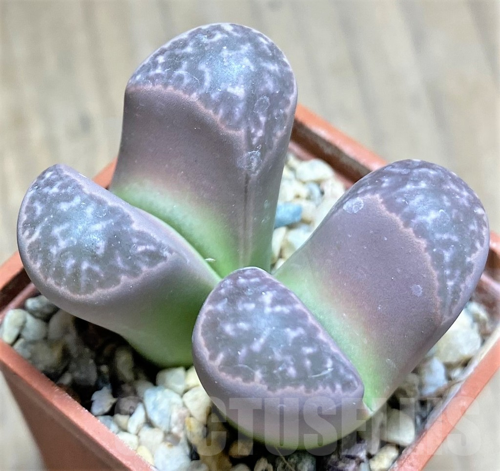 SHPR27628 Lithops naureeniae