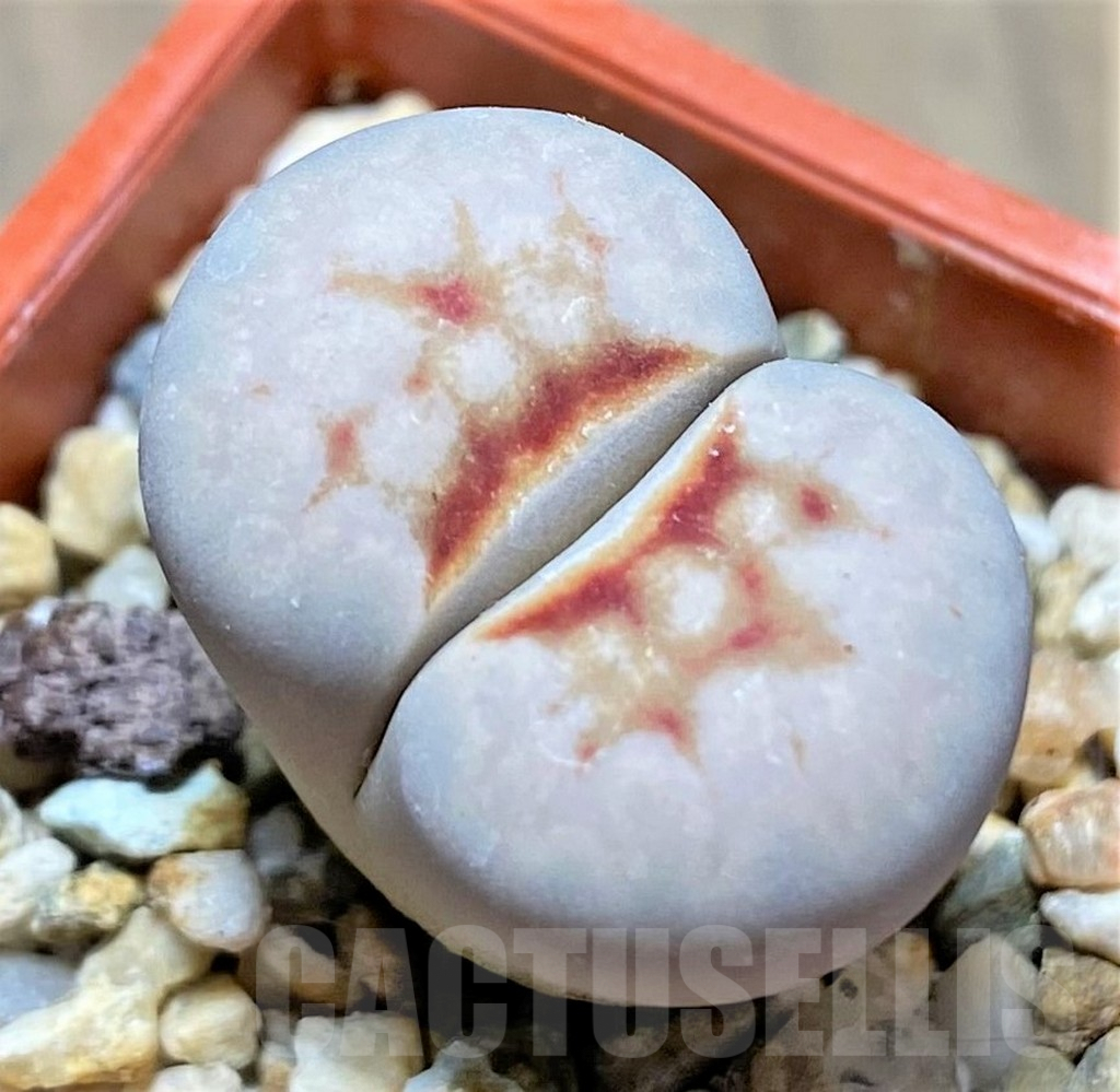 SHPR27629 Lithops julii ‘Hot Lips’