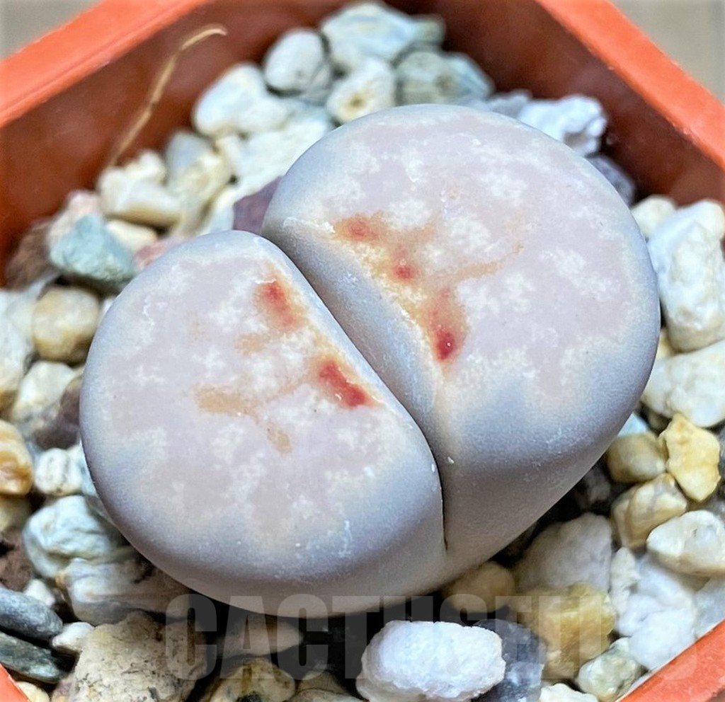 SHPR27630 Lithops julii ‘Hot Lips’