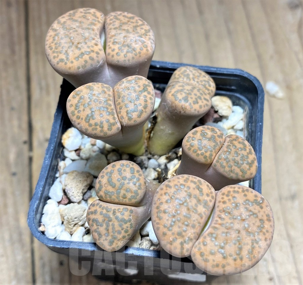SHPR27635 Lithops fulviceps