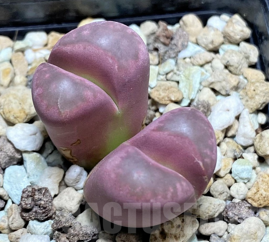 SHPR27636 Lithops optica 'Rubra'