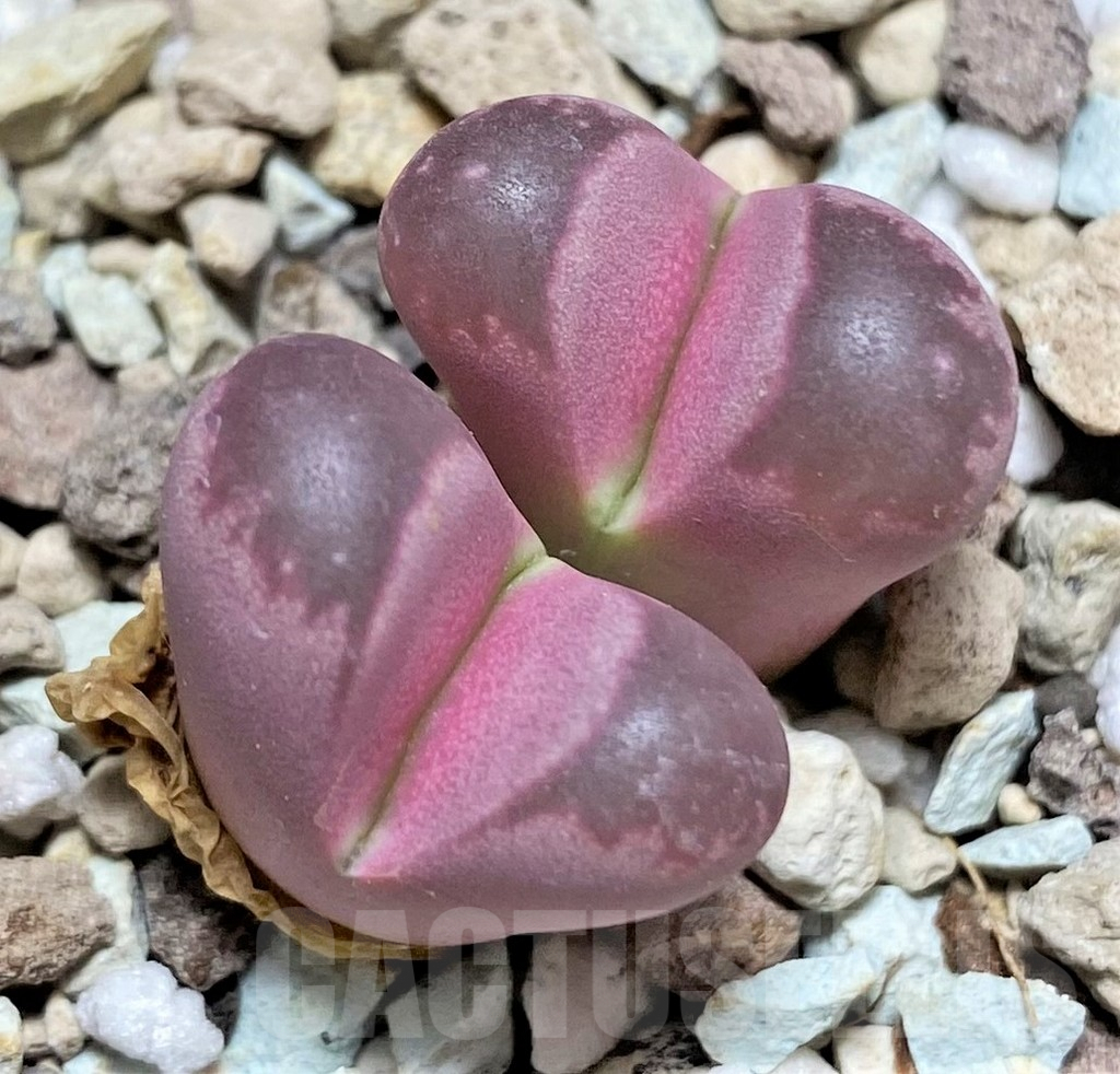 SHPR27637 Lithops optica 'Rubra'