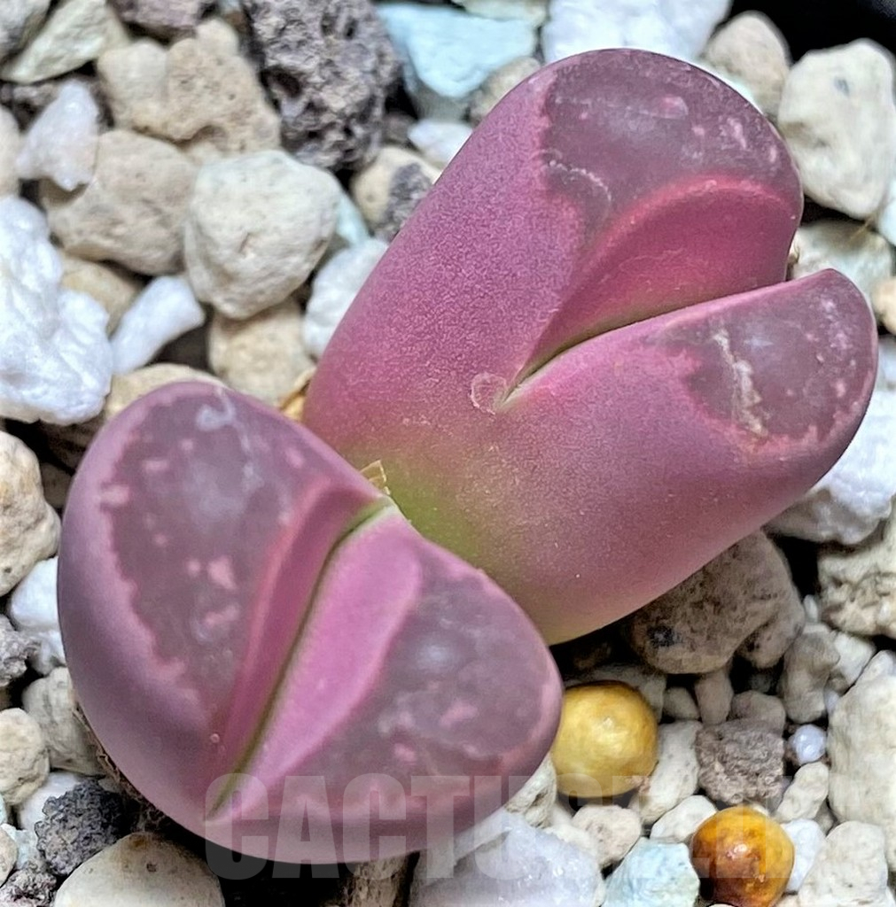 SHPR27638 Lithops optica 'Rubra'